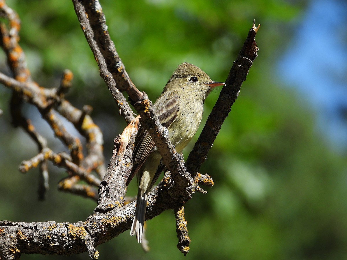Western Flycatcher (Cordilleran) - ML639124746