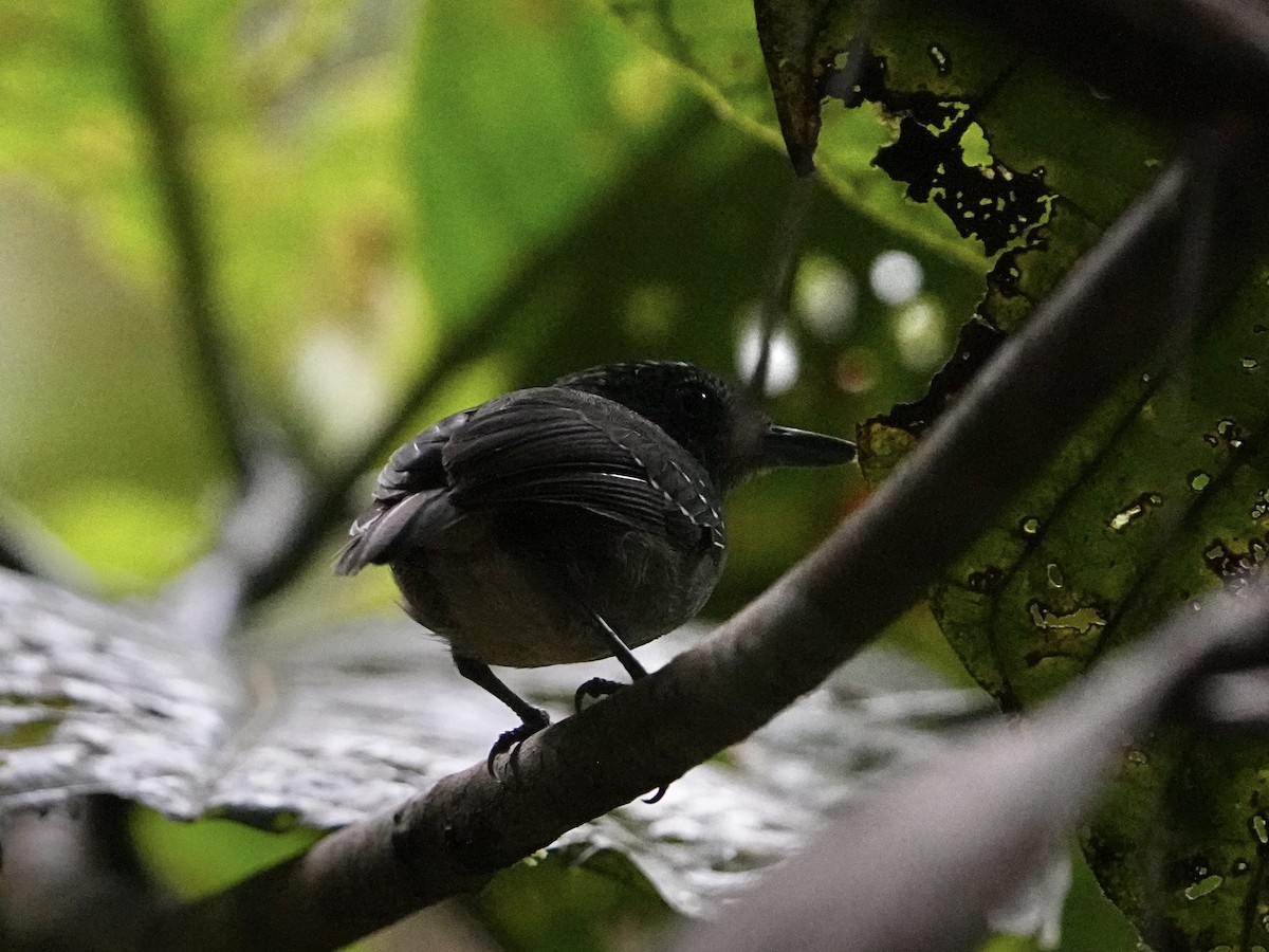 Spot-crowned Antvireo - ML639124754