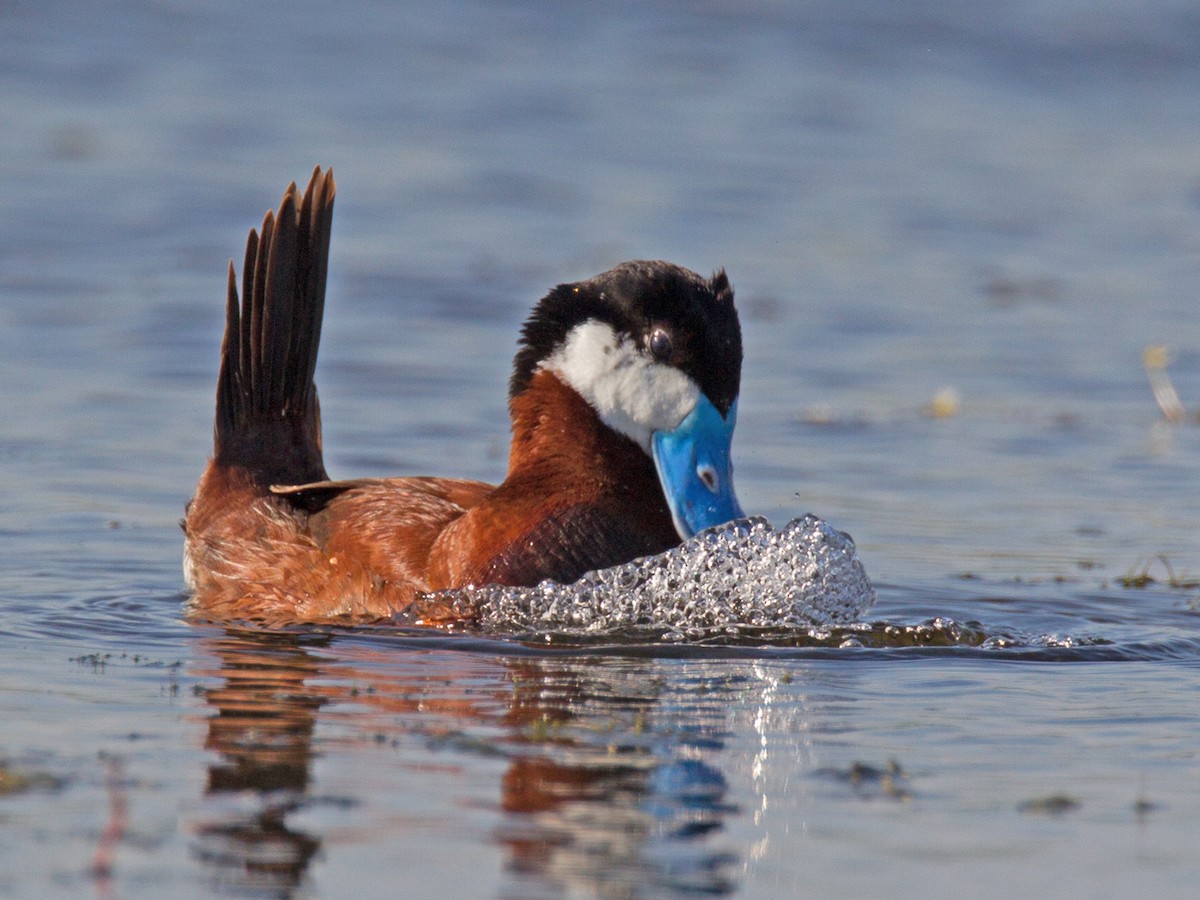 Breeding male