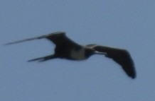 Magnificent Frigatebird - ML639124849