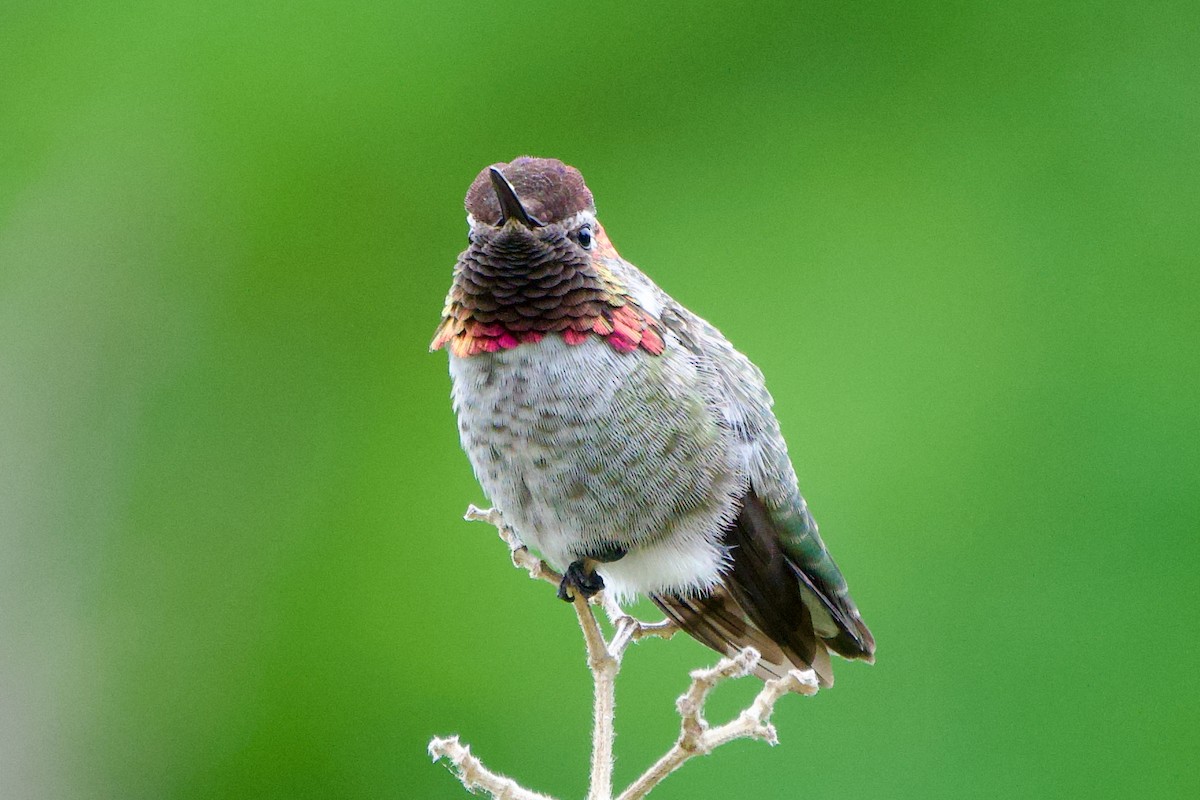 Anna's Hummingbird - ML639124949