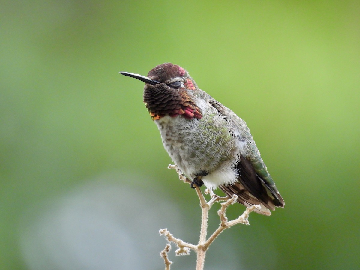 Anna's Hummingbird - ML639124950