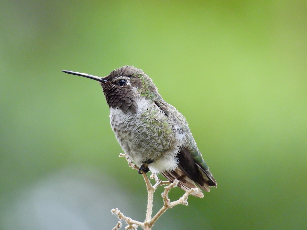 Anna's Hummingbird - ML639124951