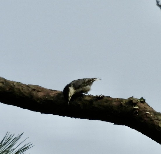 White-breasted Nuthatch - ML639124958