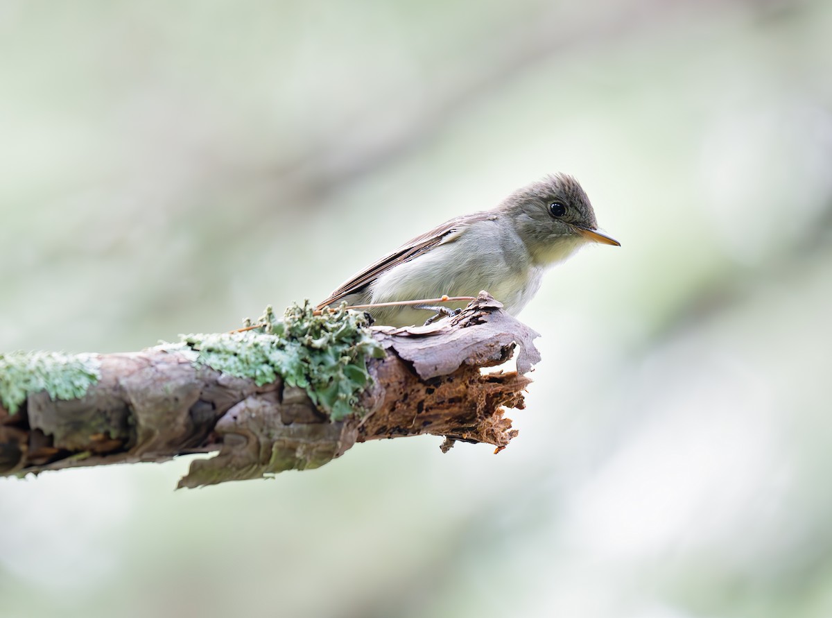 Eastern Wood-Pewee - ML639124963