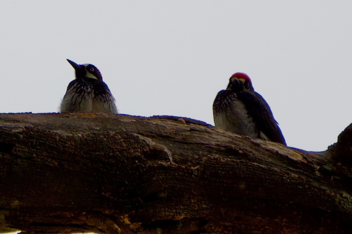 Acorn Woodpecker - ML639124969