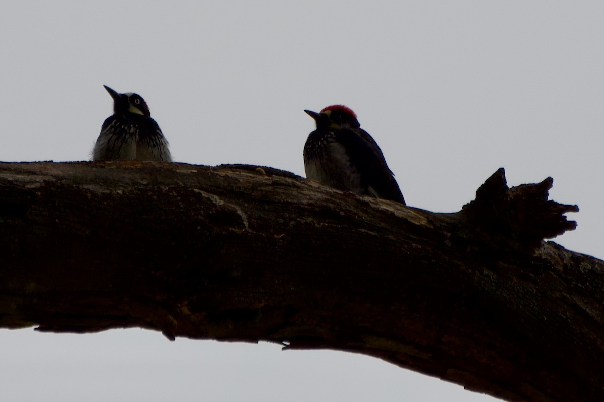 Acorn Woodpecker - ML639124970