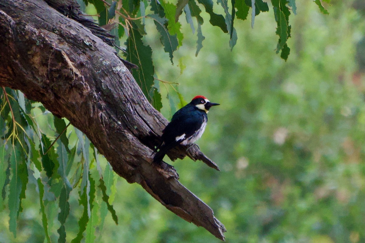 Acorn Woodpecker - ML639124971