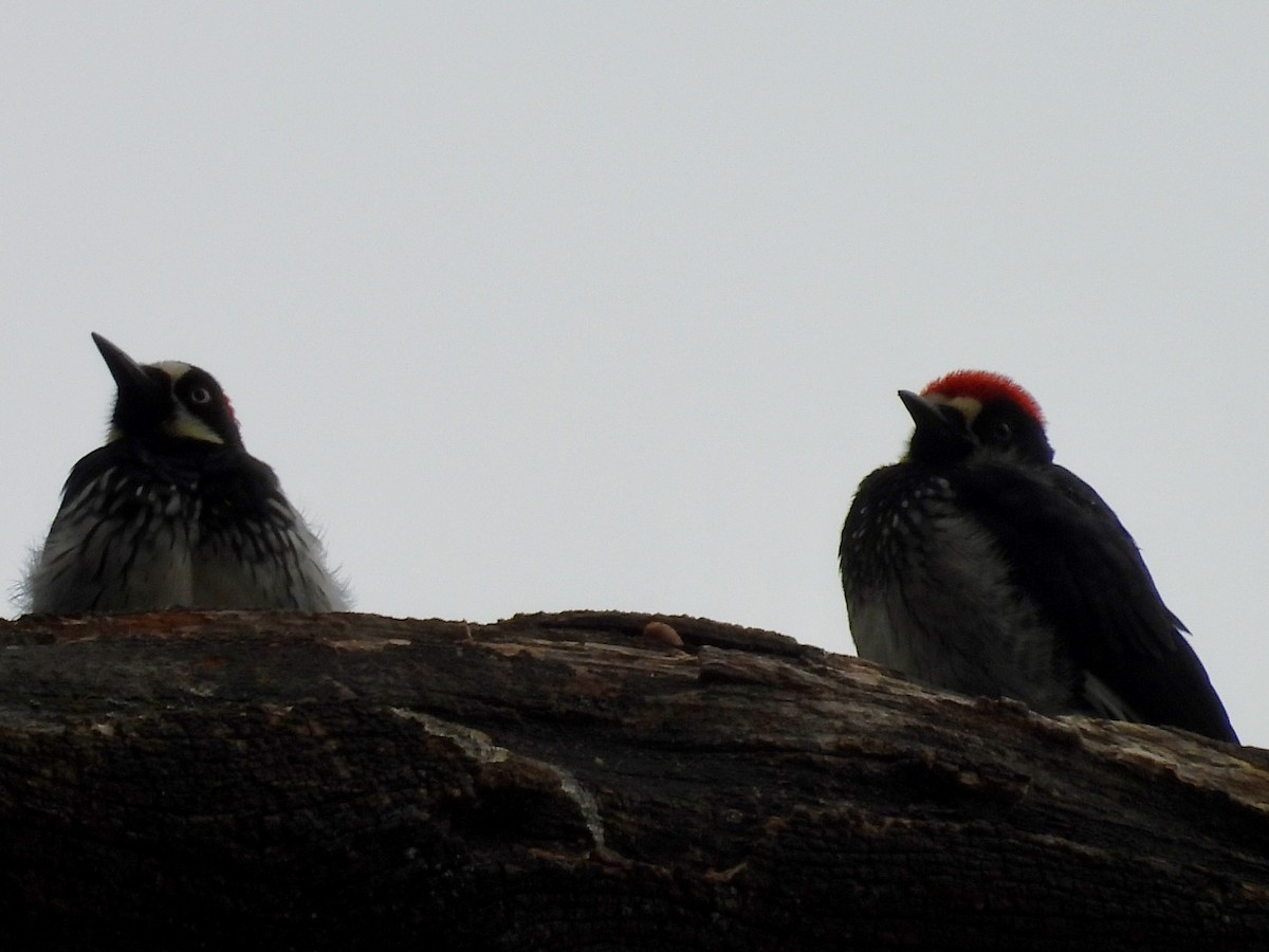 Acorn Woodpecker - ML639124972
