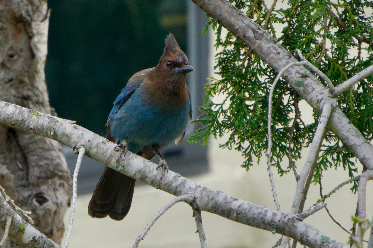 Steller's Jay - ML639124980