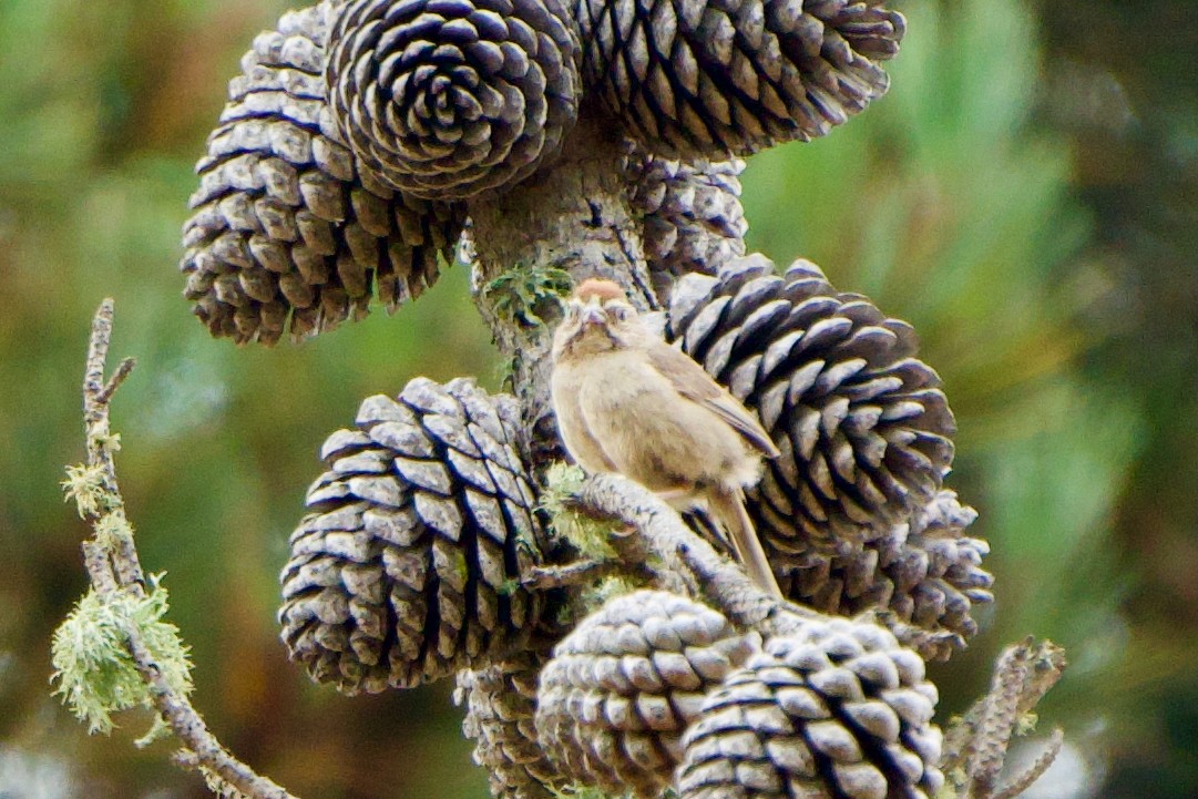 Rufous-crowned Sparrow - ML639124982