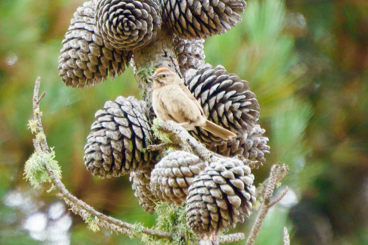 Rufous-crowned Sparrow - ML639124983