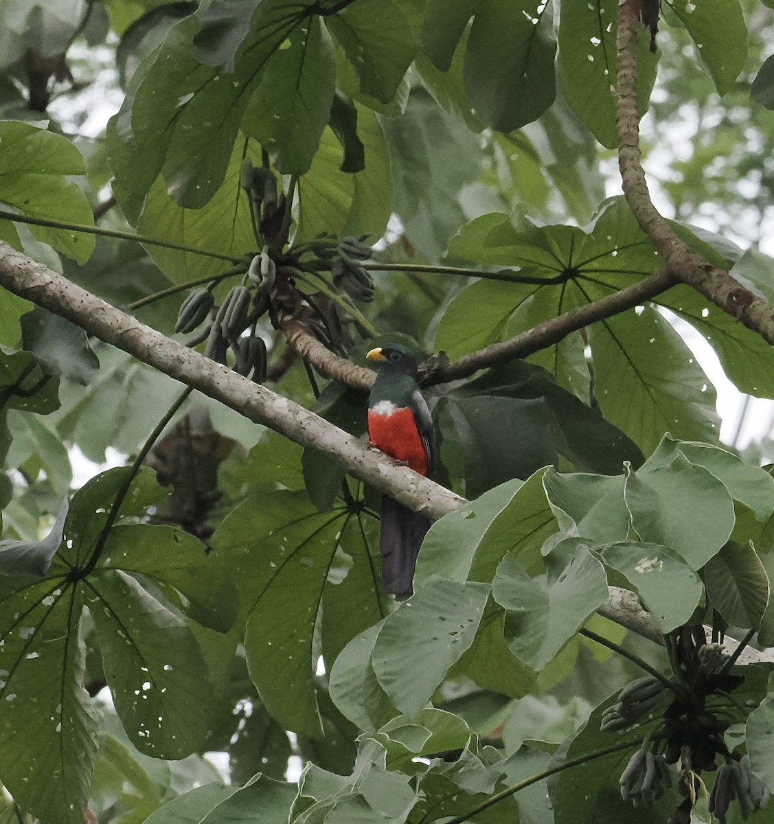 Black-tailed Trogon - ML639124991