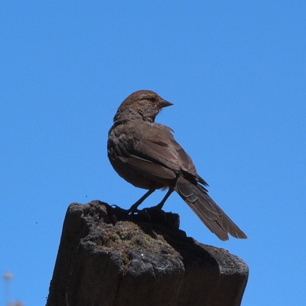 California Towhee - ML639124996