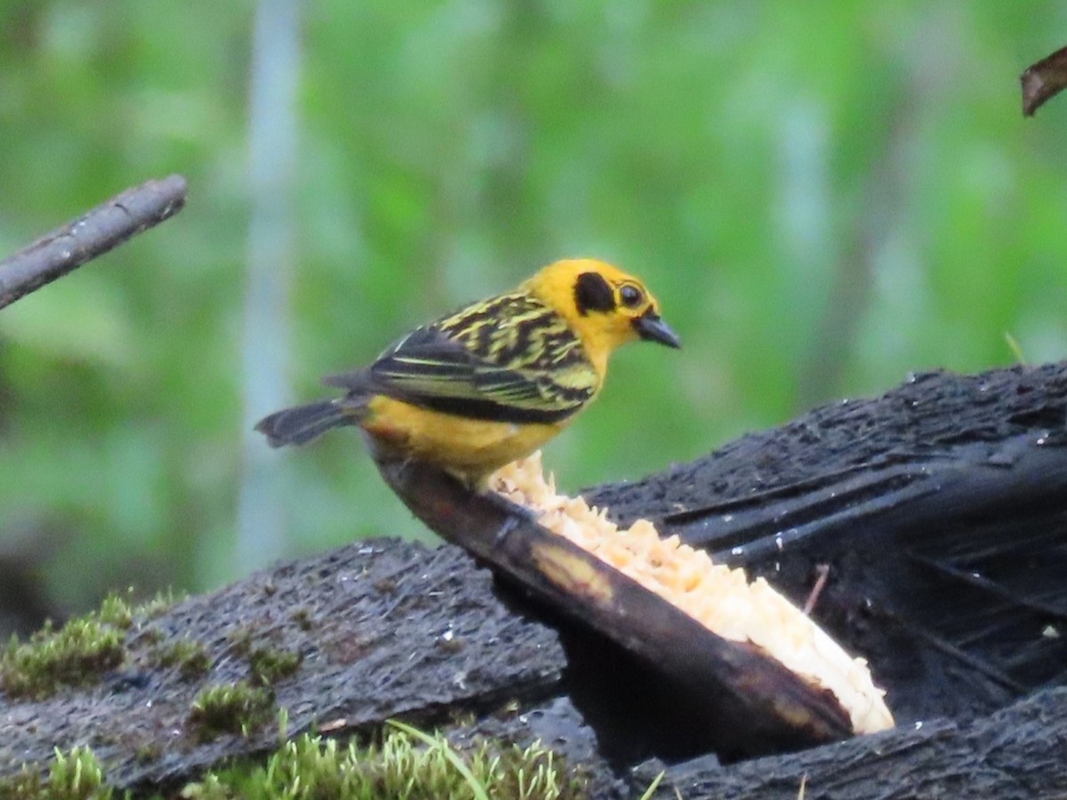 Tangara Dorada (Pechidorada) - ML639125012