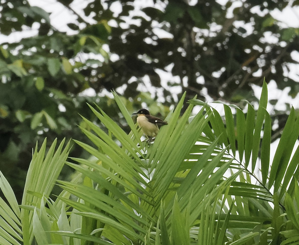 Black-capped Donacobius - ML639125038