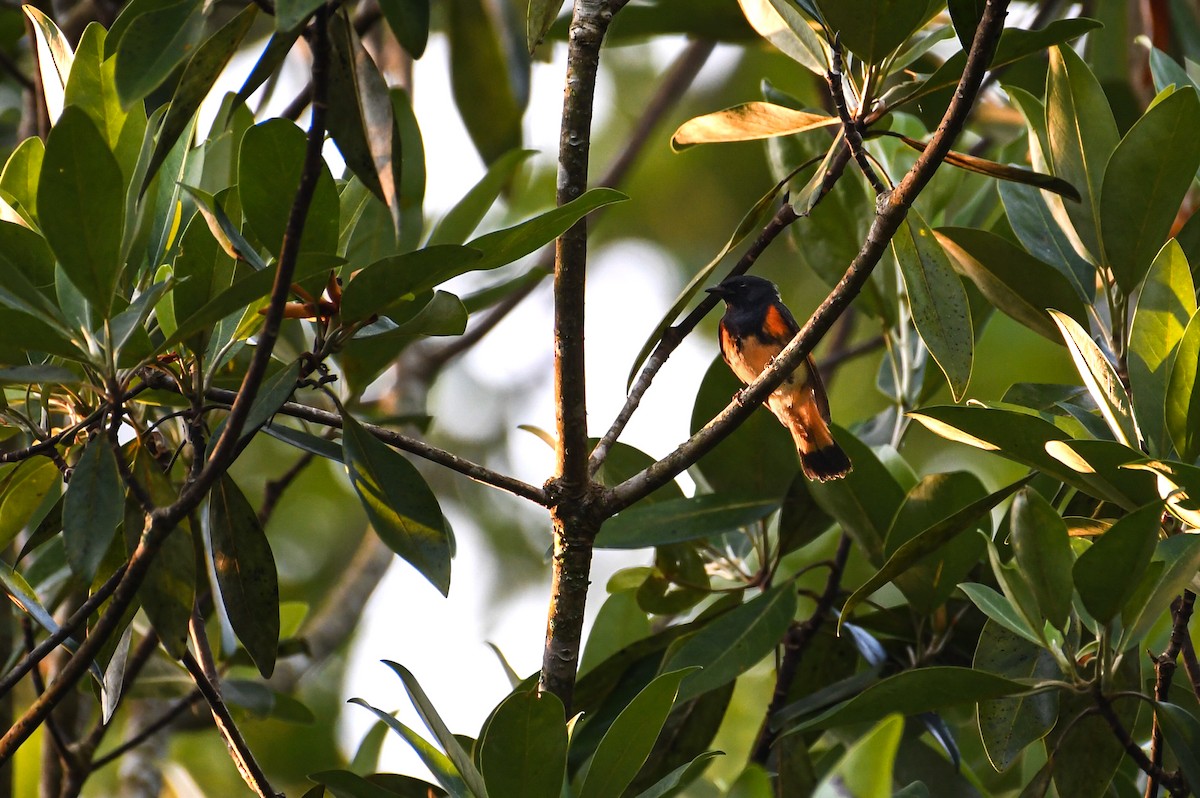 American Redstart - ML639125105
