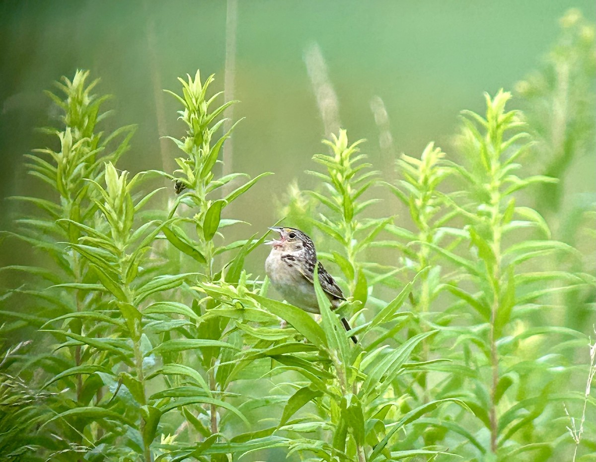Heuschreckenammer - ML639125137