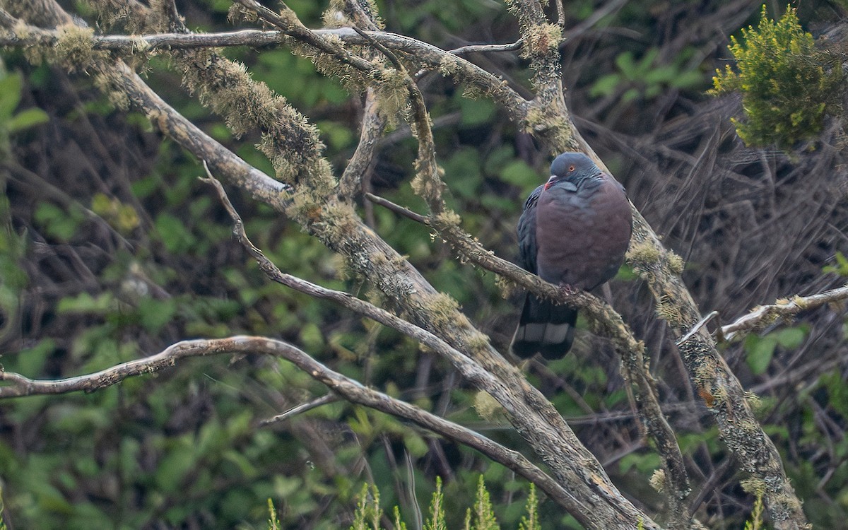 Bolle's Pigeon - ML639125275