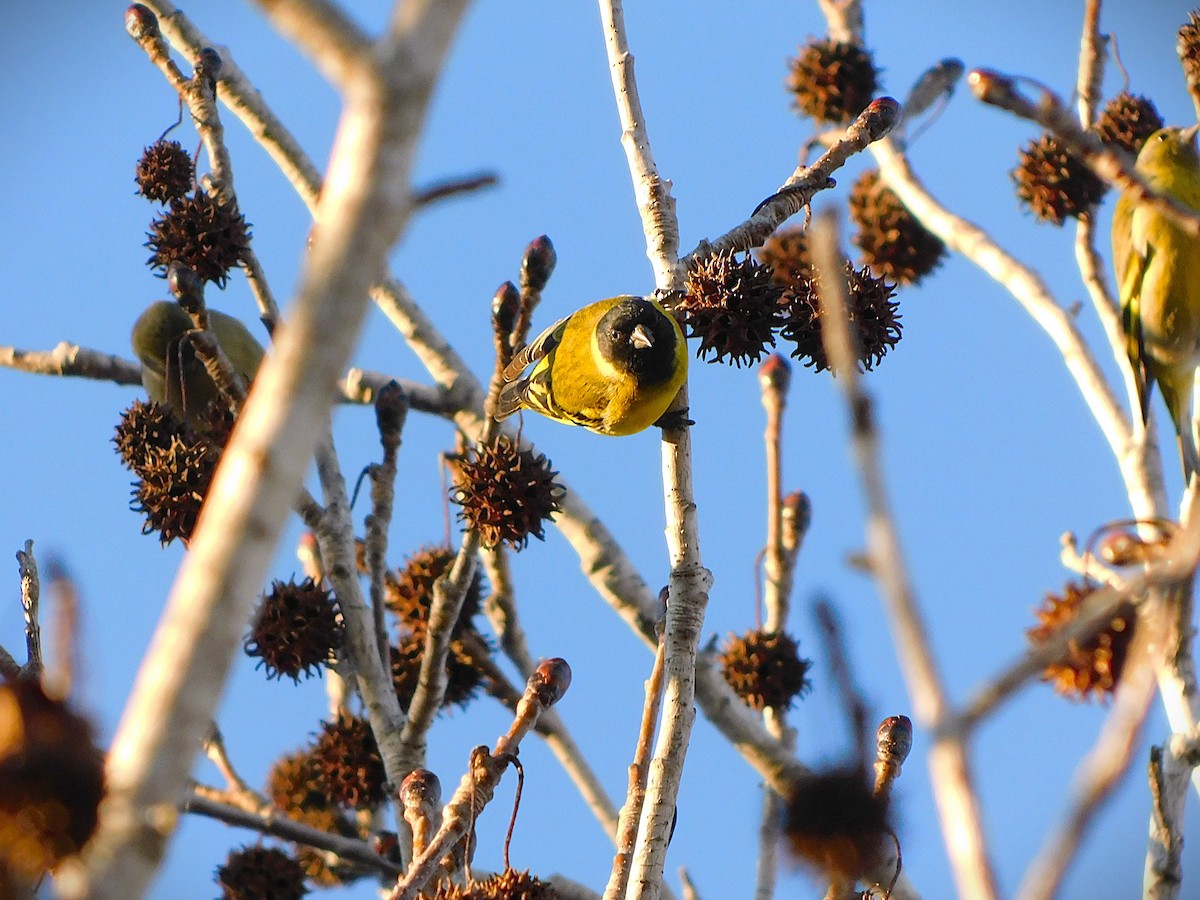 Hooded Siskin - ML639125288