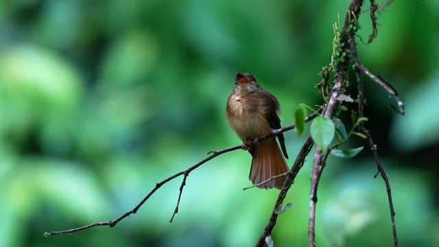 Tropical Royal Flycatcher - ML639125309
