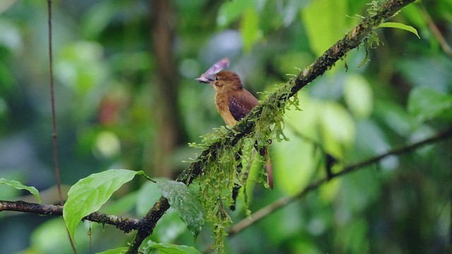 Tropical Royal Flycatcher - ML639125311