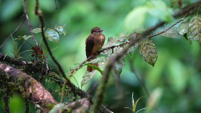 Tropical Royal Flycatcher - ML639125314