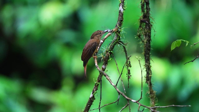 Tropical Royal Flycatcher - ML639125317
