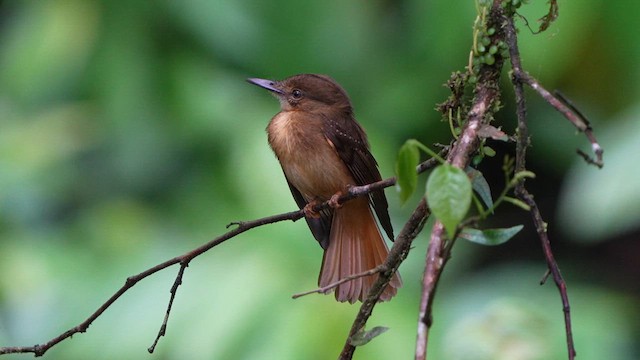 Tropical Royal Flycatcher - ML639125320