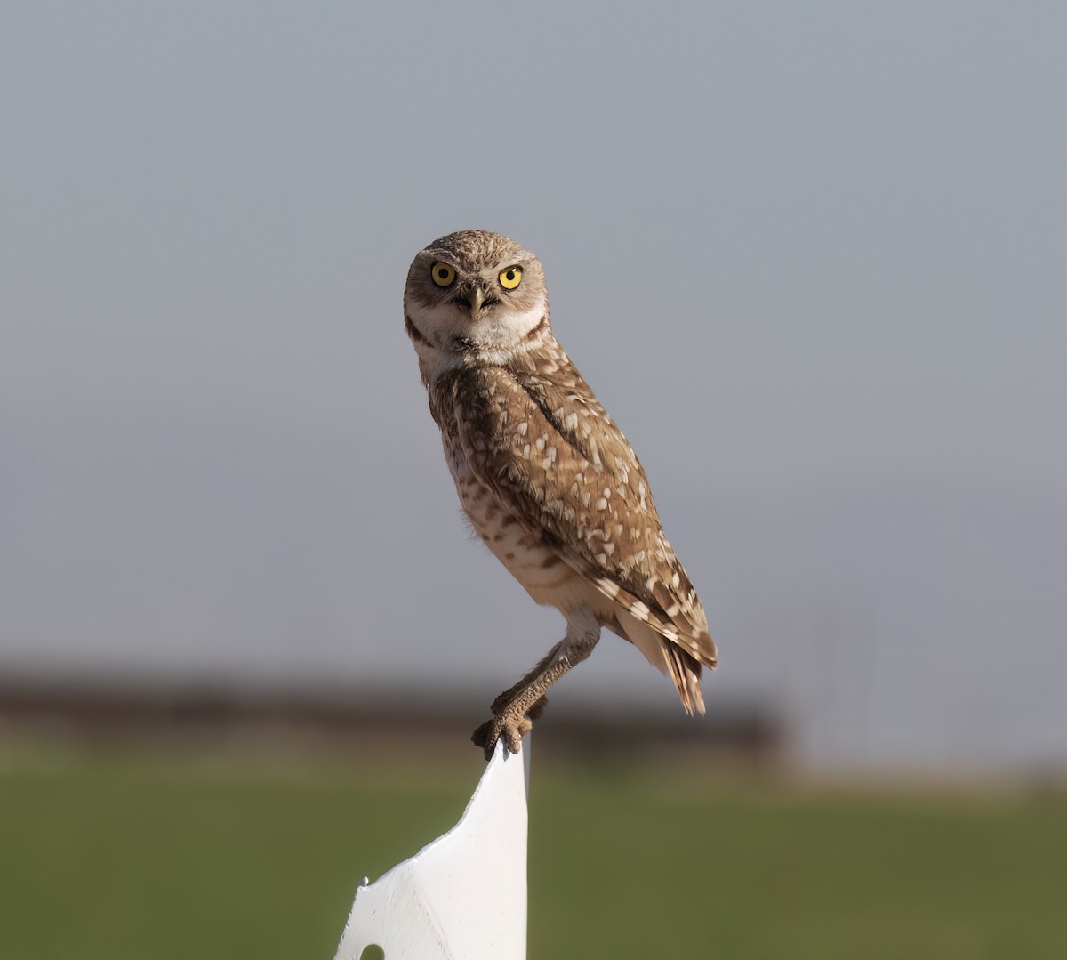Burrowing Owl - ML639125477