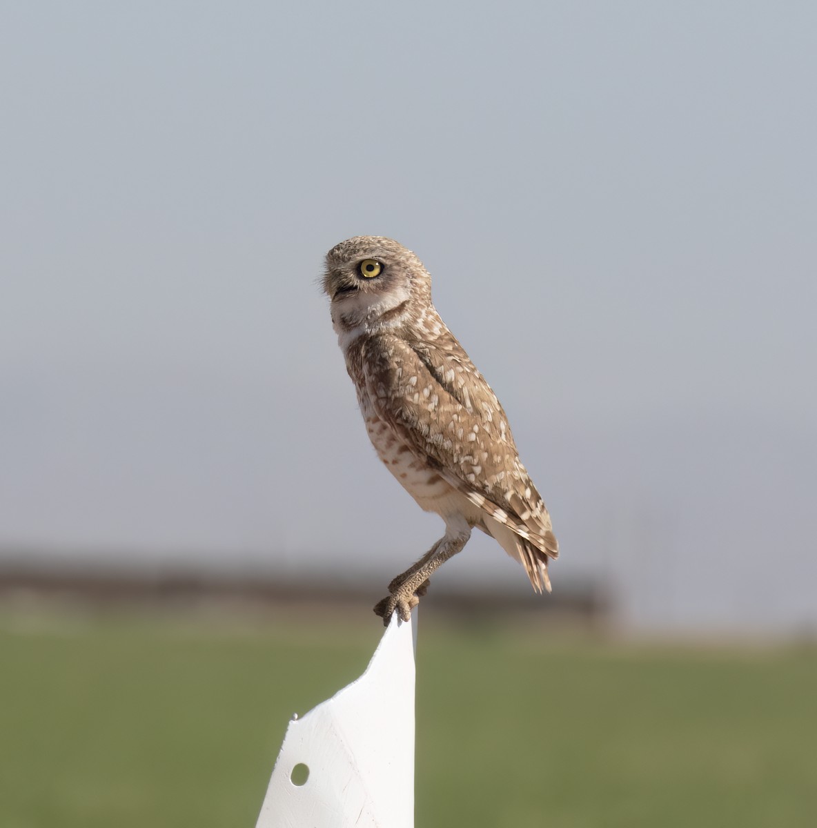 Burrowing Owl - ML639125478