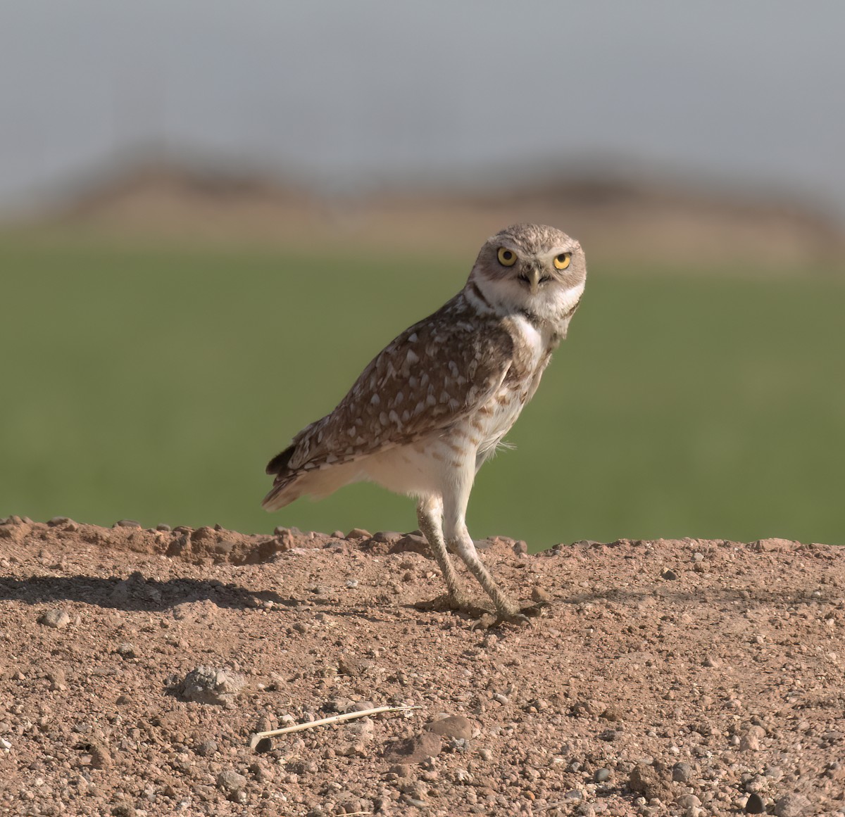 Burrowing Owl - ML639125479