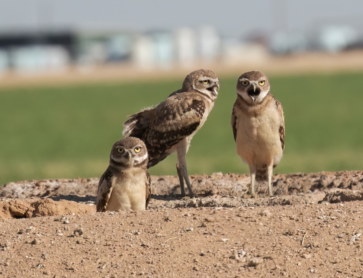 Burrowing Owl - ML639125481