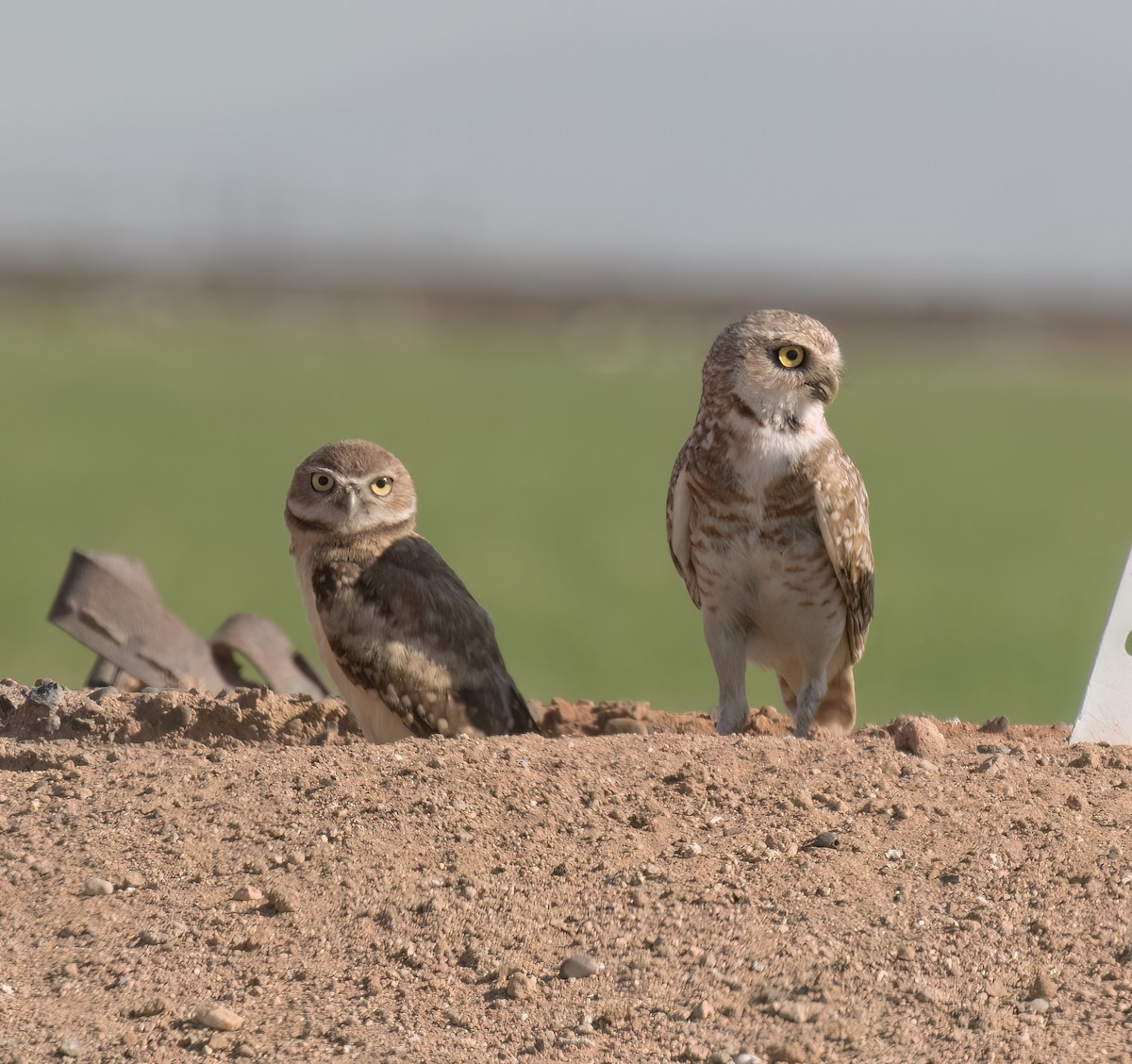 Burrowing Owl - ML639125482