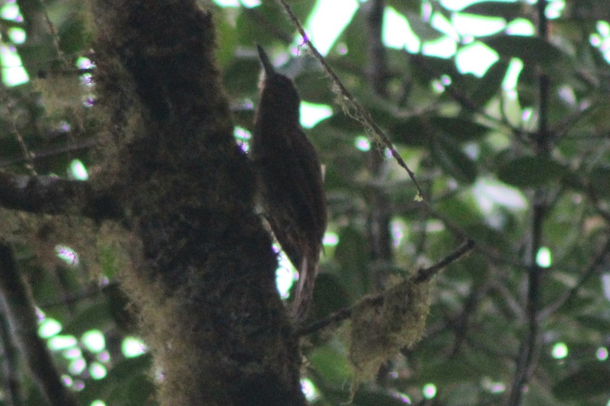 Tyrannine Woodcreeper - ML639125628