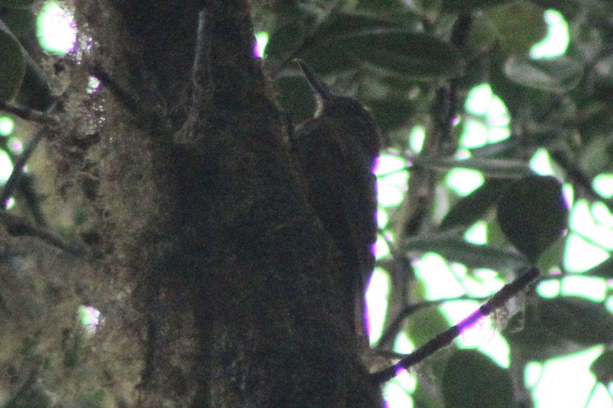 Tyrannine Woodcreeper - ML639125629