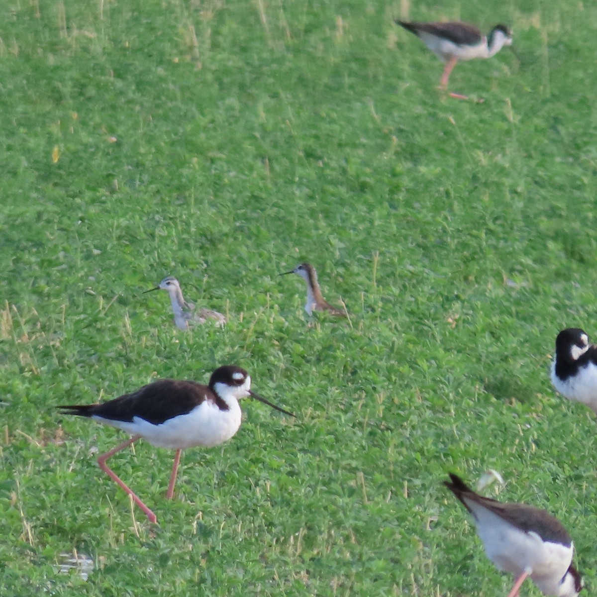 Wilson's Phalarope - ML639125715