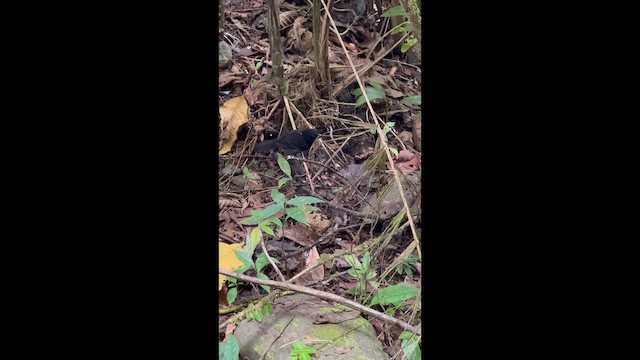 Black-hooded Antshrike - ML639125877