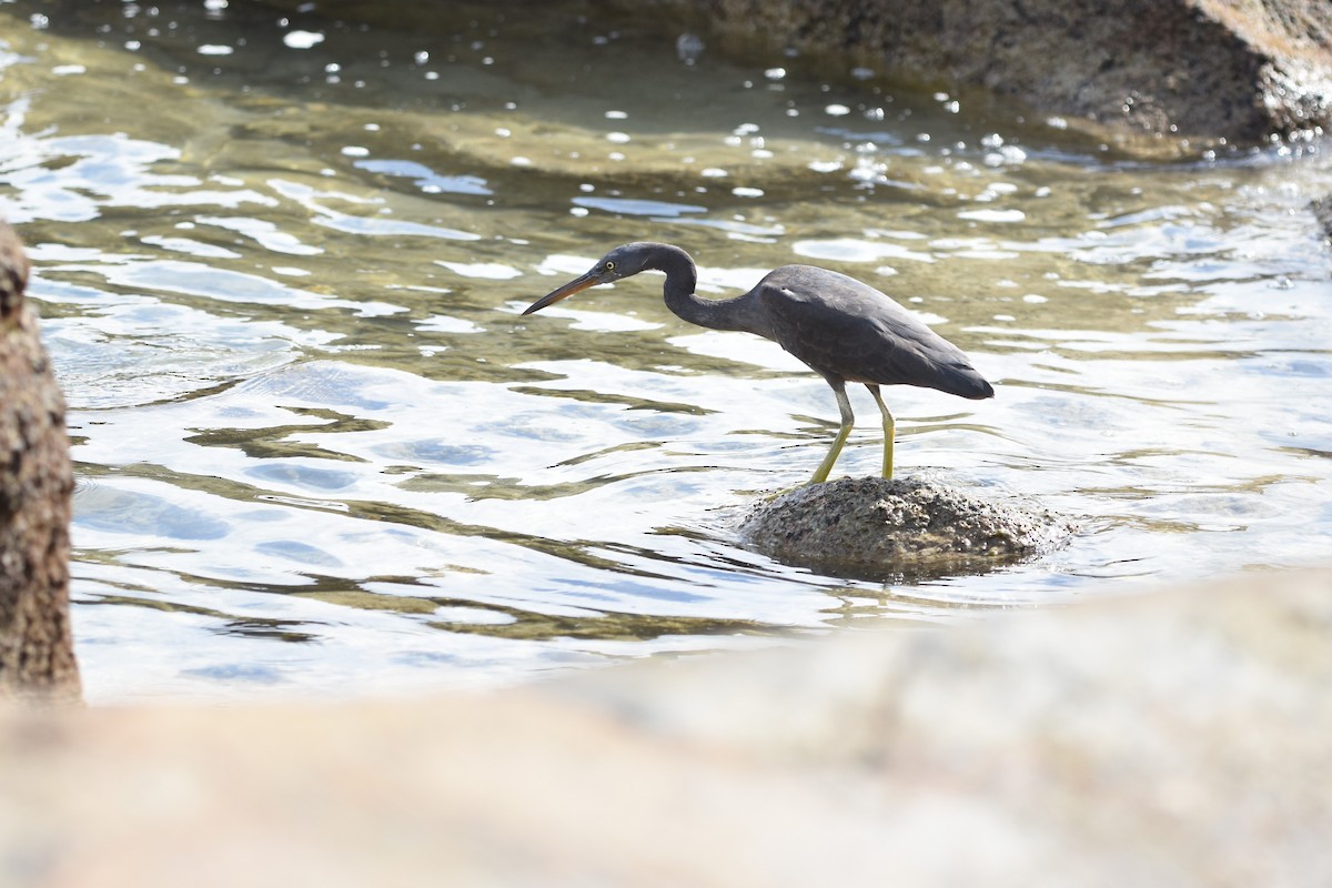 Pacific Reef-Heron - ML639125919