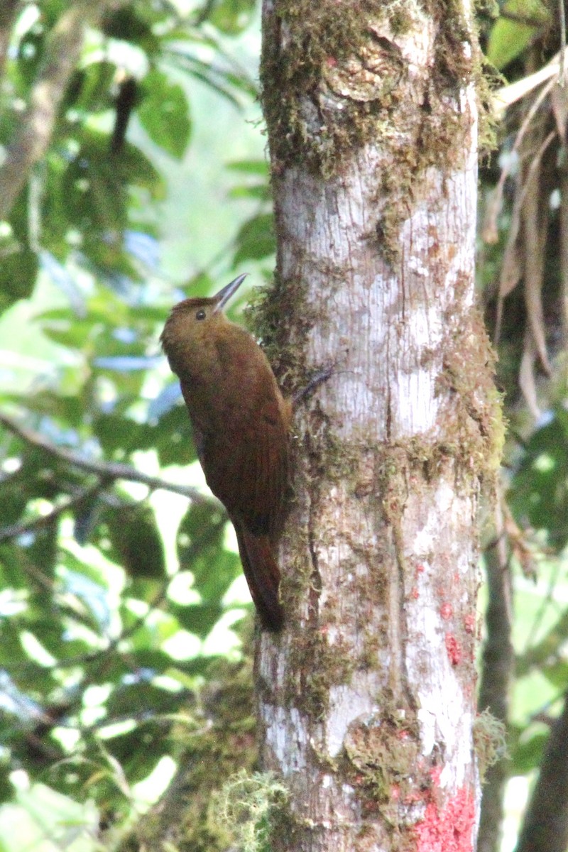 Tyrannine Woodcreeper - ML639125941