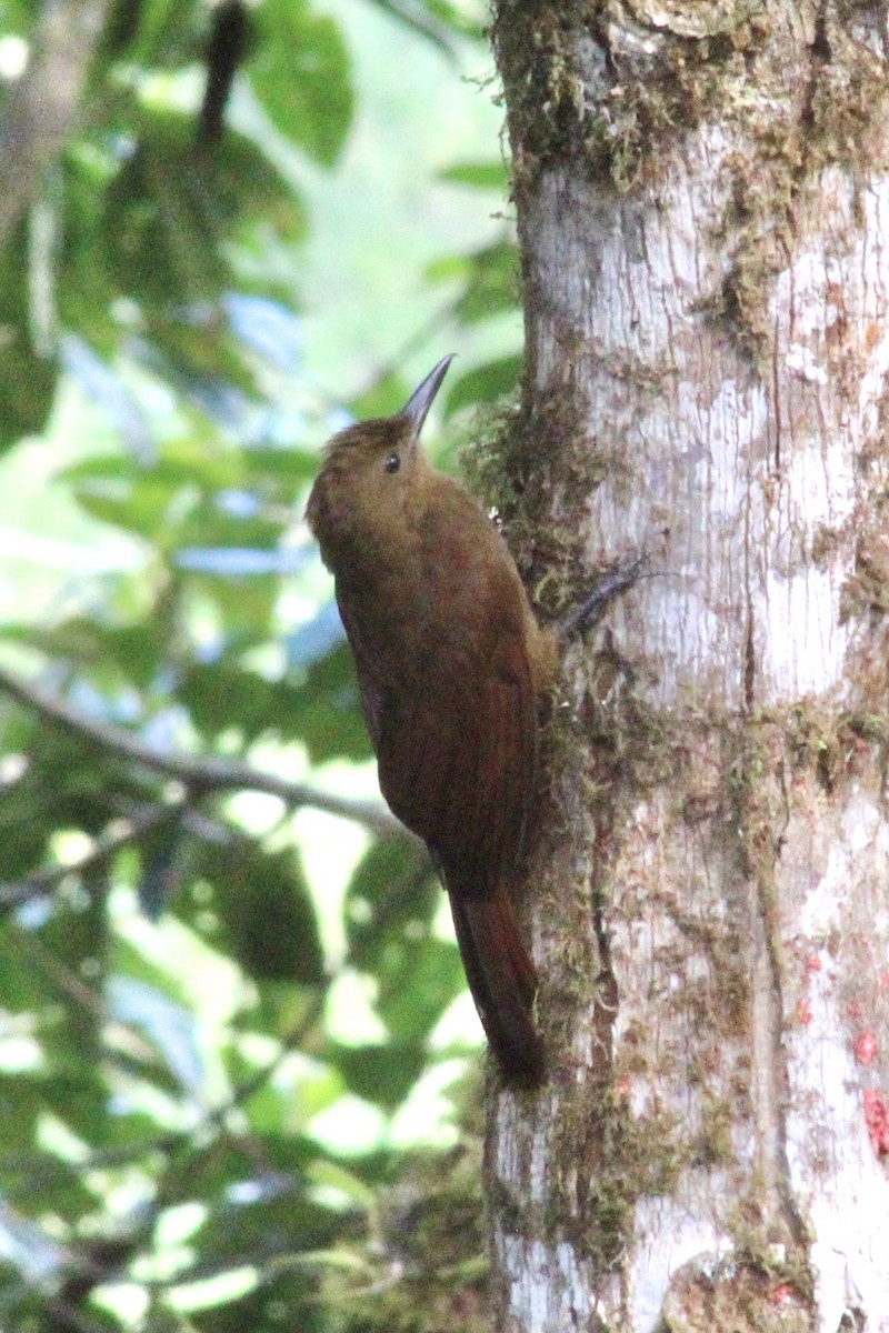 Tyrannine Woodcreeper - ML639125942