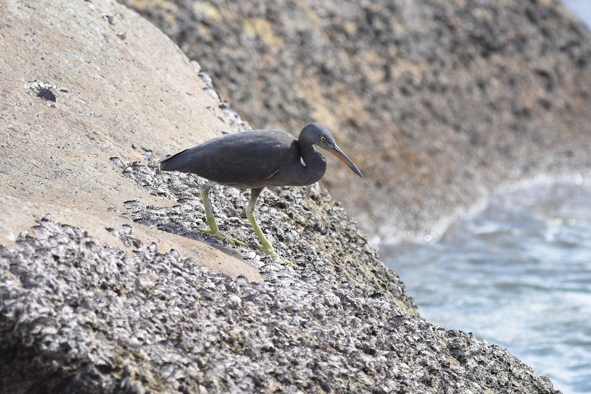 Pacific Reef-Heron - ML639125952