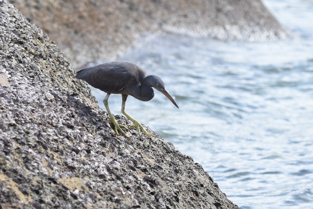 Pacific Reef-Heron - ML639126000