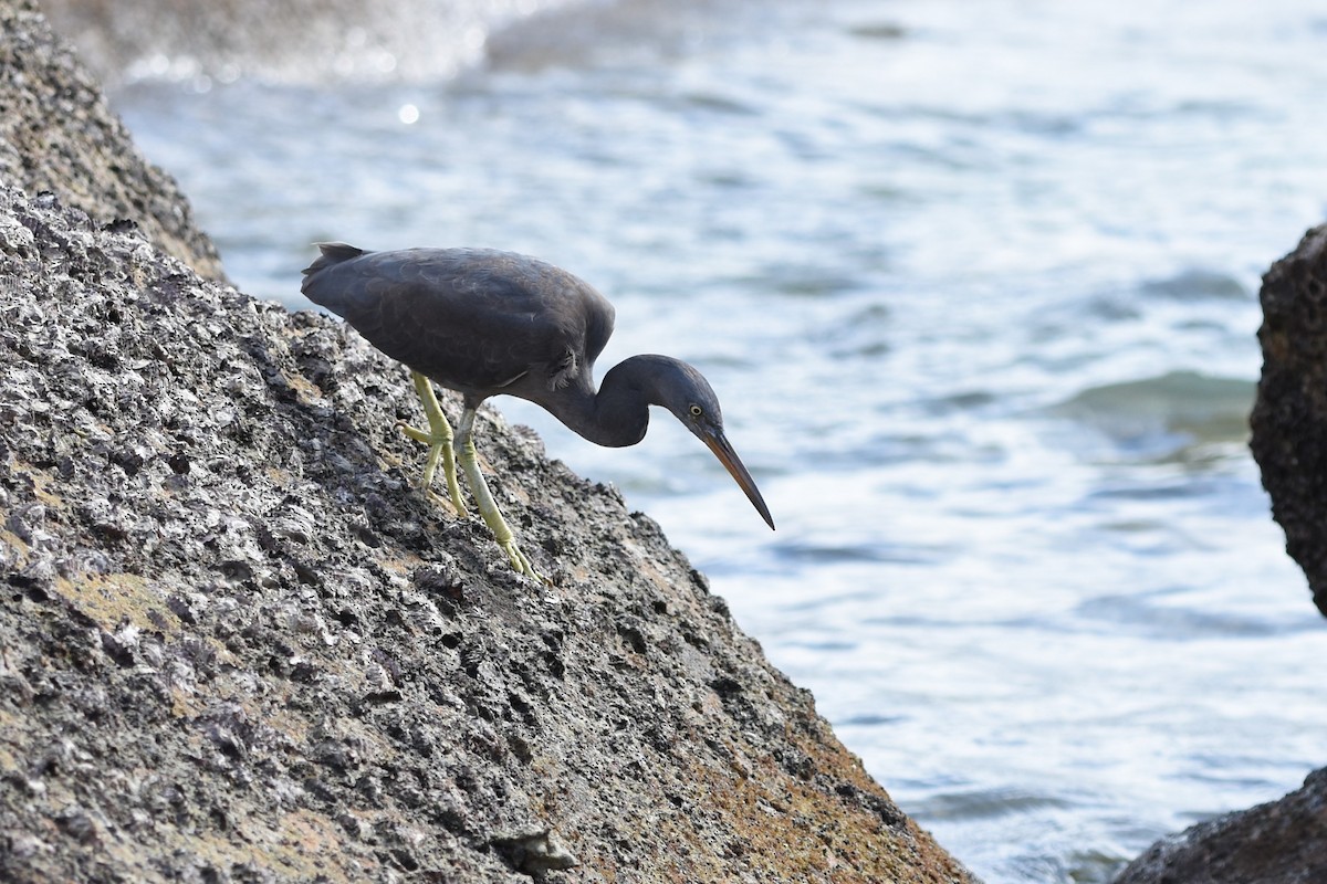 Pacific Reef-Heron - ML639126049