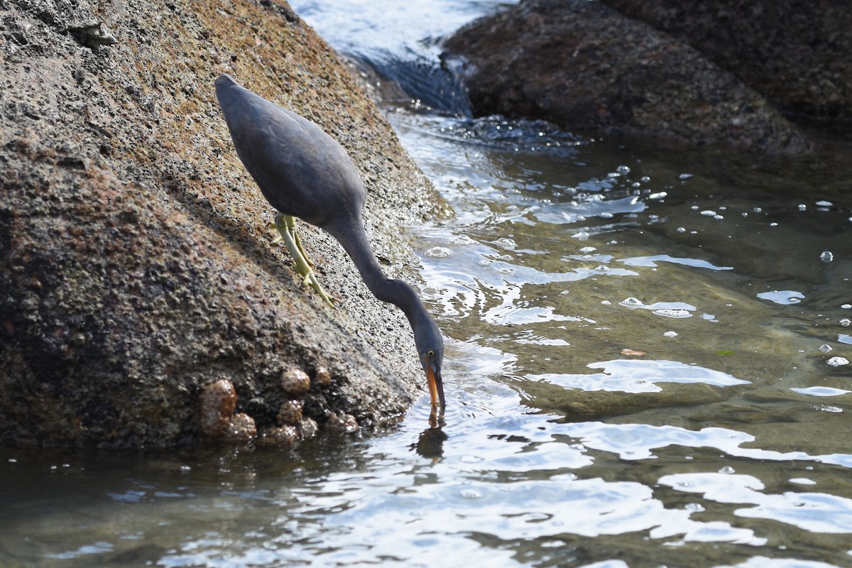 Pacific Reef-Heron - ML639126092