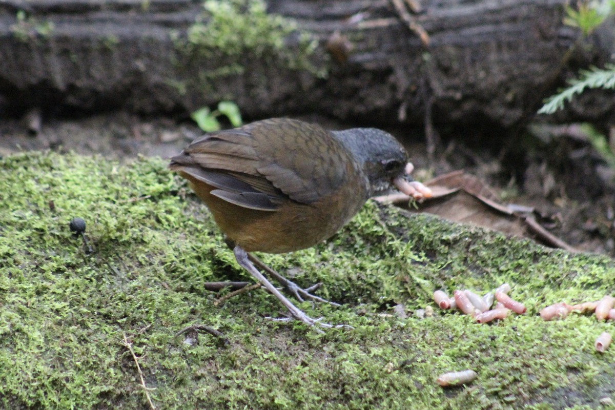 Moustached Antpitta - ML639126185