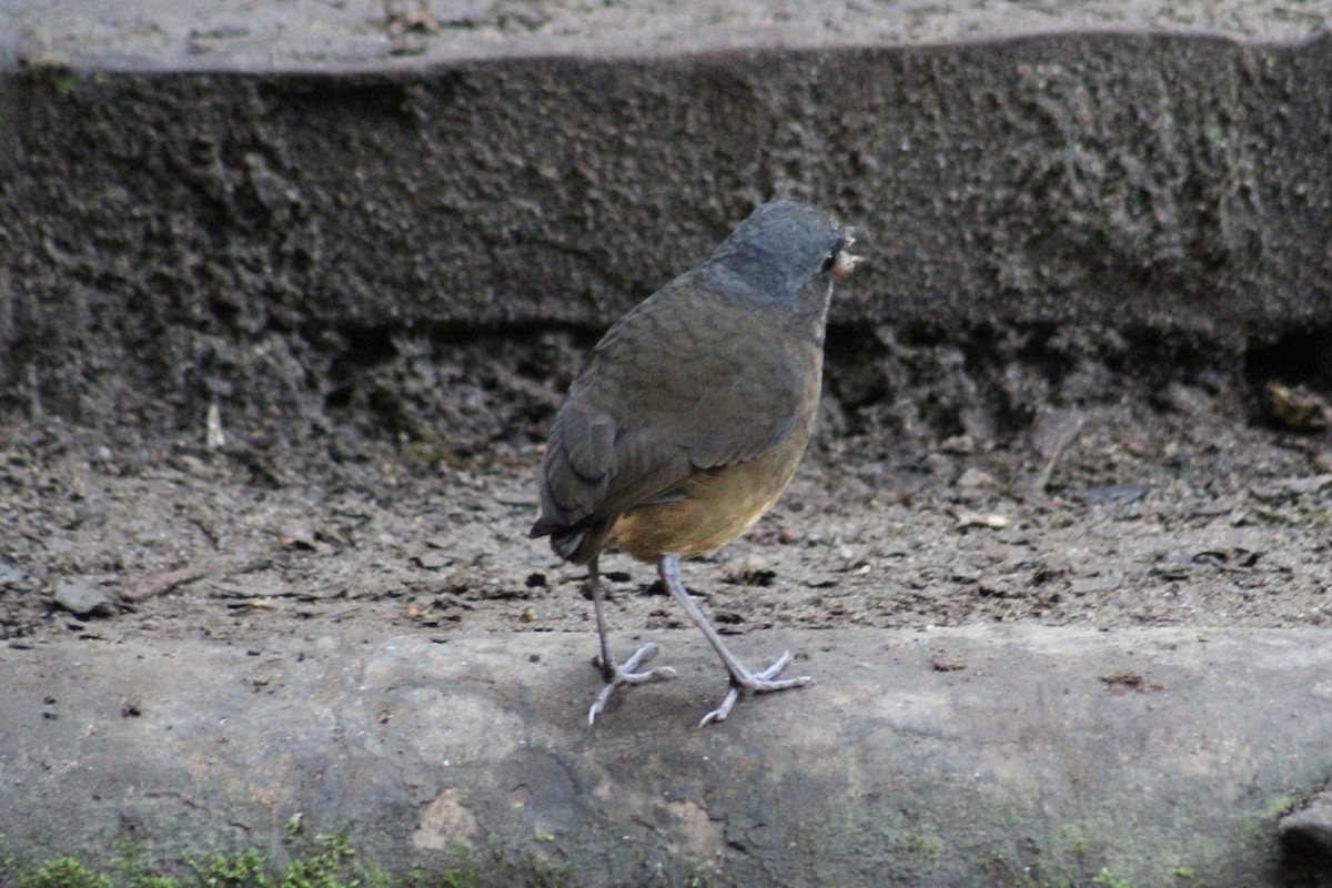 Moustached Antpitta - ML639126186
