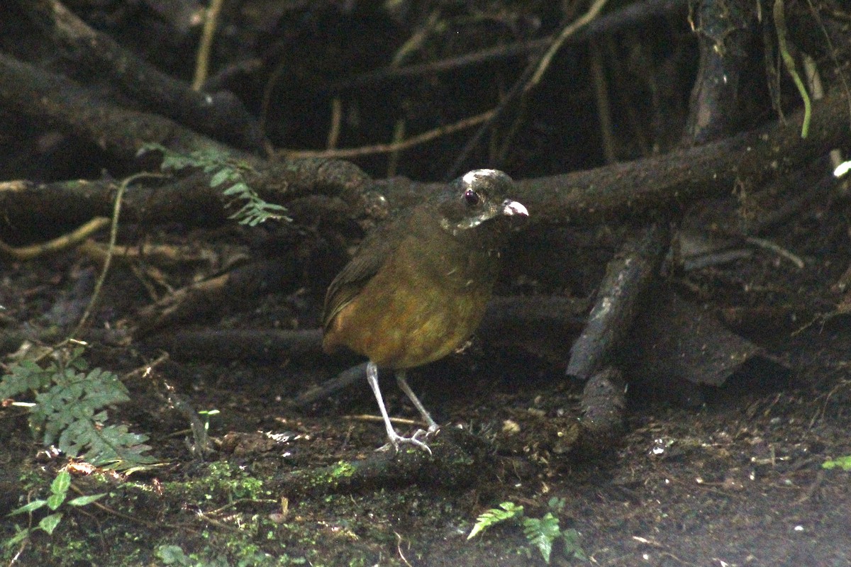 Moustached Antpitta - ML639126187