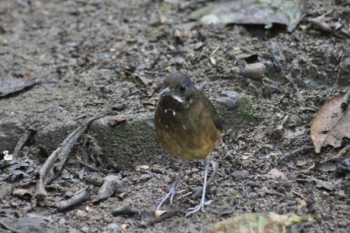 Moustached Antpitta - ML639126189
