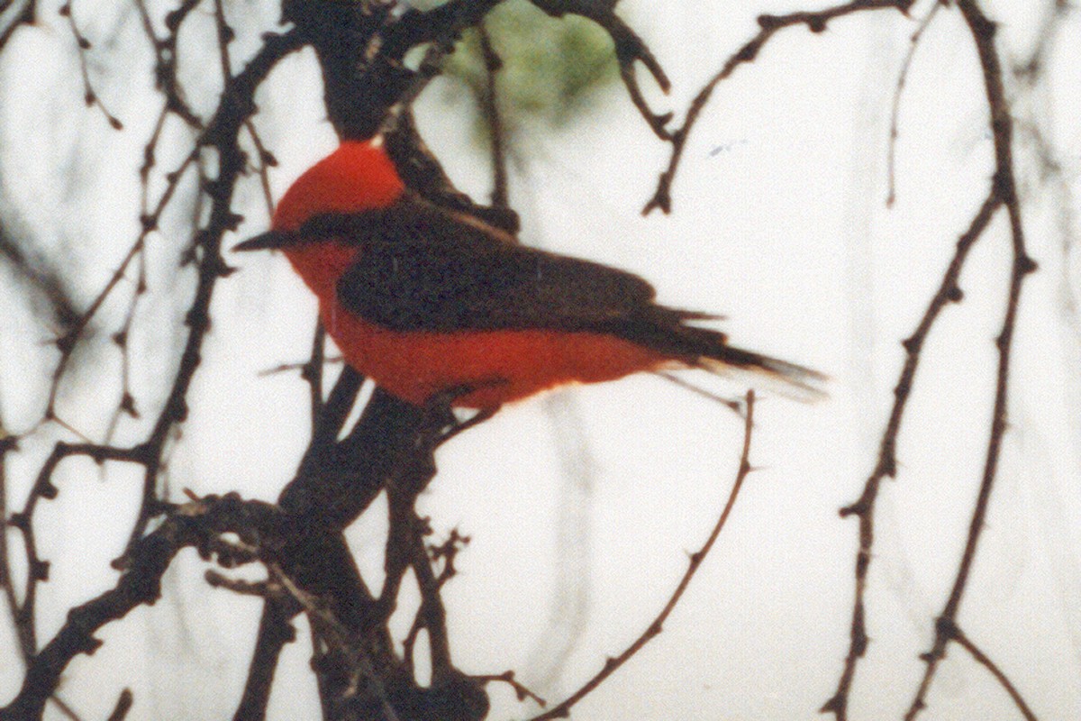 Vermilion Flycatcher - ML639126206